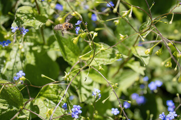 Vergissmeinnicht; blaue, kleine Blüten mit Biene