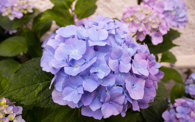 blau-pinke Hortensien