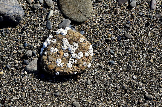 Barnacles' Home