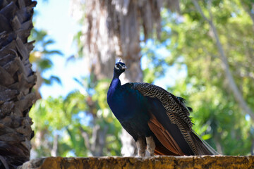 Красивый синий павлин на фоне зеленых пальм.