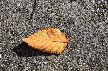Autumn in Summer