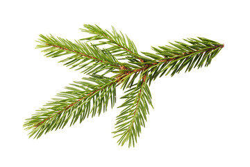 Spruce branch isolated on white background, close-up