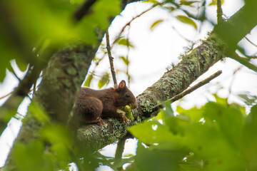 Una ardilla en un árbol con unas avellanas en la boca