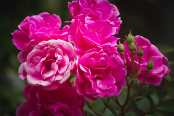 Pink roses flowers on background blurry in the garden