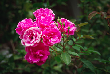 Pink roses flowers on background blurry in the garden