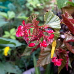 Red garden flower close up