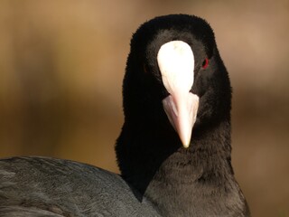 En face portrait of eurasian coot (Fulica atra)  - black water bird  with white frontal shield and...