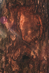 Tree dry trunk texture. Wood pattern.