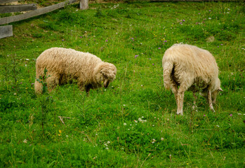Obraz premium Sheep graze on a green lawn grass in a carpathian village in the summer morning