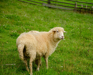 Obraz premium Sheep graze on a green lawn grass in a carpathian village in the summer morning