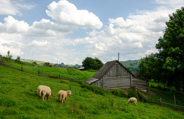 Sheep graze on a green lawn grass in a carpathian village in the summer morning