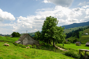 Fototapeta na wymiar Sheep graze on a green lawn grass in a carpathian village in the summer morning