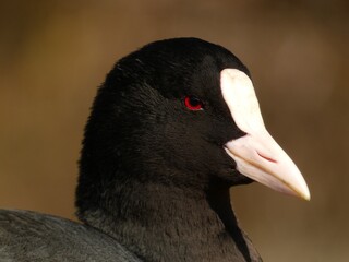 Portrait of eurasian coot (Fulica atra)  - black water bird  with white frontal shield and red...