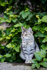 Naklejka na ściany i meble a fluffy gray cat is sitting in the bushes, a gray kitten looks out of the bushes and looks importantly ahead. cats in nature