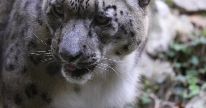 Snow leopard drinks, The snow leopard or ounce (Panthera uncia)