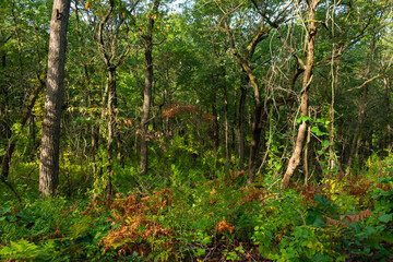 Fototapeta premium Hiking Trail