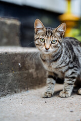 a gray tabby cat is sitting on the asphalt, a gray house cat is walking on the street, a young kitten.