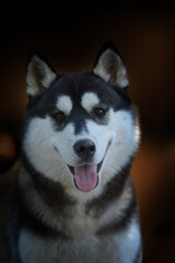 dark portrait of a Siberian husky dog Beautiful woman breed Siberian husky puppy