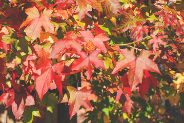 Dried autumn maple leaves. Plane tree.