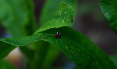 ladybug on leaf