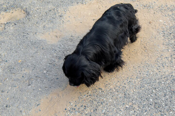 A sad dog, she lowered her head to the ground and trudges along an empty road. A black fluffy dog walks alone along the road.