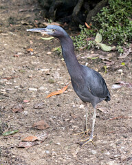Little Blue Heron Stock Photos.  Close-up profile view perched on a branch displaying blue feathers plumage, head, stretch neck, beak, eye, with a foliage background in its environment and habitat. 