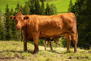 A calf under a cow mother, Switzerland	