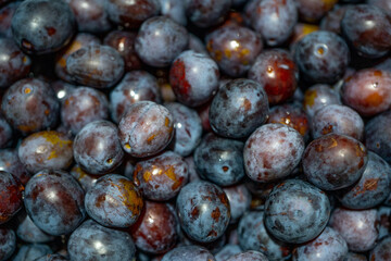 Fresh ripe plums. Eco Supermarket. A lot of very beautiful blue plums. The autumn harvest. Selective focus. 
