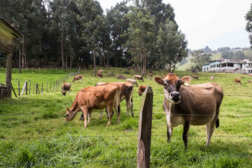 Brahman cows grazing on a farm in Costa Rica