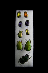 Specimens of metallic beetles from Costa Rica. Insects