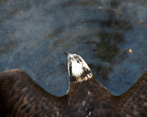 Fototapeta premium Osprey Stock Photos. Osprey head close-up aerial profile view with a blur water background in its surrounding and environment with spread wings.