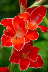 Glorious Scarlet with white border gladiolus with blurred green background blooming in the garden. Selective focus background