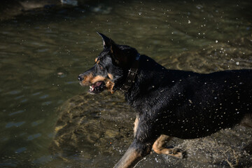 In self-isolation, you can walk your dog in the woods and swim with it in the river. The dog likes to run after sticks and gnaw them.