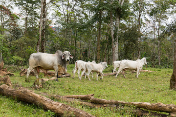 Zebu cow cattle in a farm in the Costa Rica Countryside.
