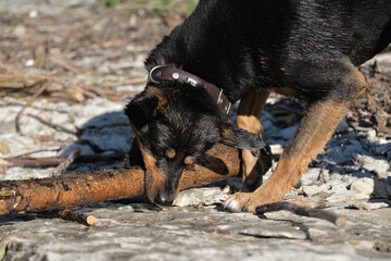 In self-isolation, you can walk your dog in the woods and swim with it in the river. The dog likes to run after sticks and gnaw them.