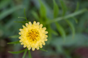 yellow flower green grass