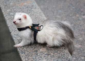 Cute gray ferret posing in a beautiful collar.