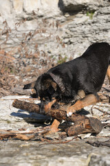 In self-isolation, you can walk your dog in the woods and swim with it in the river. The dog likes to run after sticks and gnaw them.