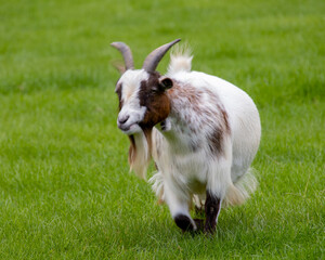 white billy goat on green grass