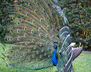Peacock stock photos. Close-up, displaying fold open elaborate fan with train, feathers with...