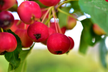 Bright red fruit of a wild Apple tree on the branches