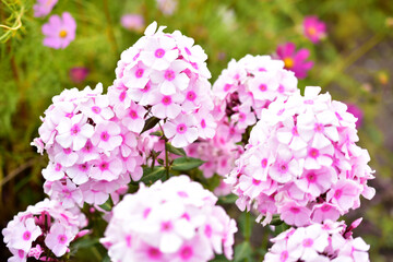 Pink small flowers of Phlox paniculata in the garden