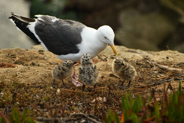 Momma Seagull and Chicks © Gloria Moeller