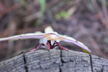 Luna Moth on Post Close Up View of Face Frontal