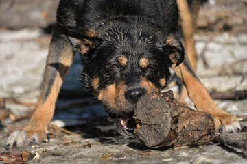 In self-isolation, you can walk your dog in the woods and swim with it in the river. The dog likes to run after sticks and gnaw them.