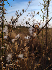 dead tree in the field