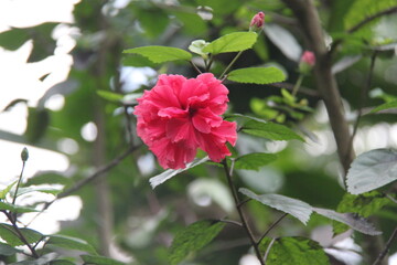Obraz premium blume