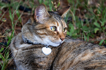 Domestic cat with calm look watching around
