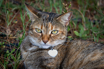 Obraz premium Domestic cat with calm look watching around
