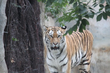 tiger